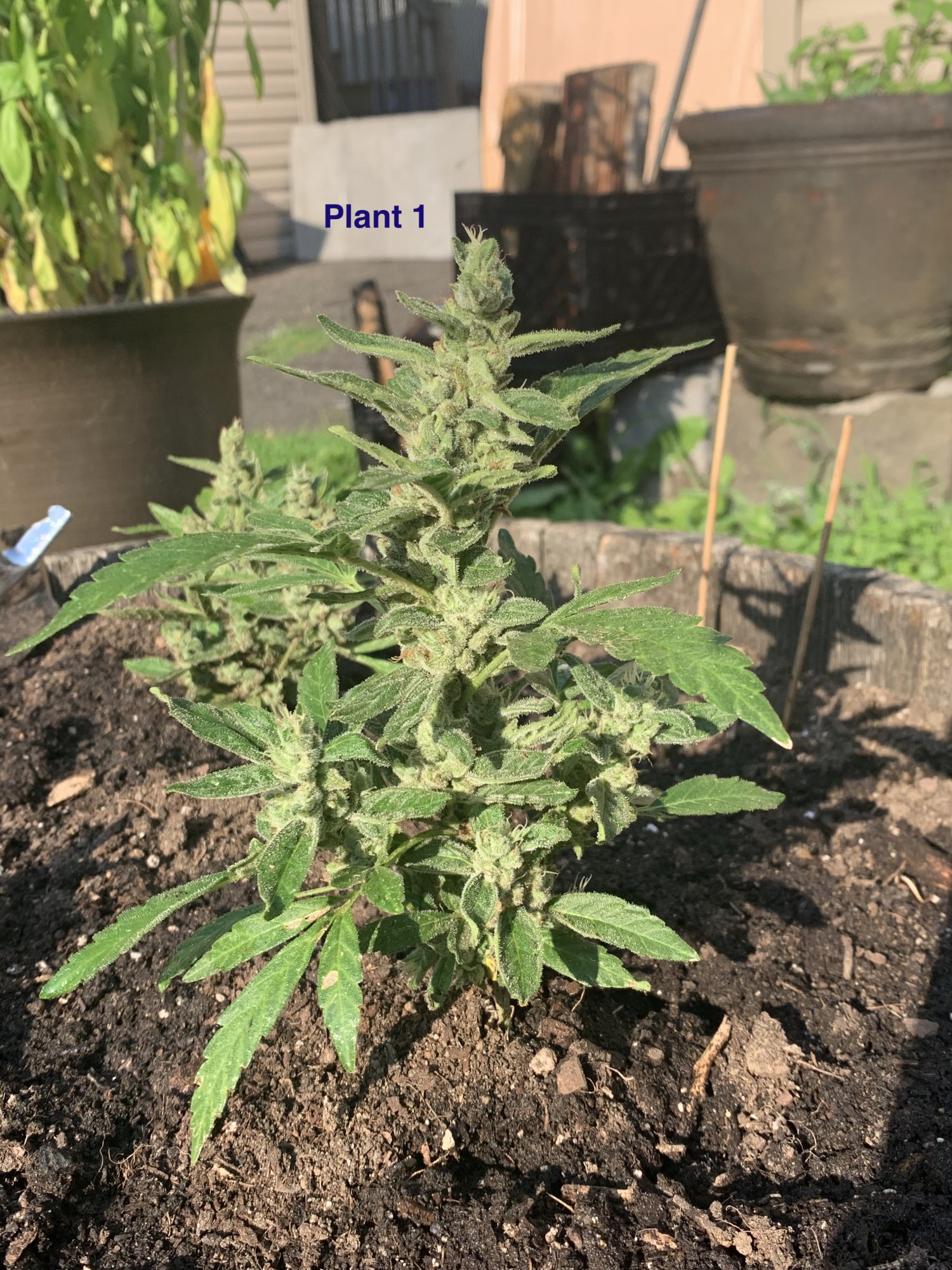 Stunted growth   yellowing of leaves outdoor natural grow 5