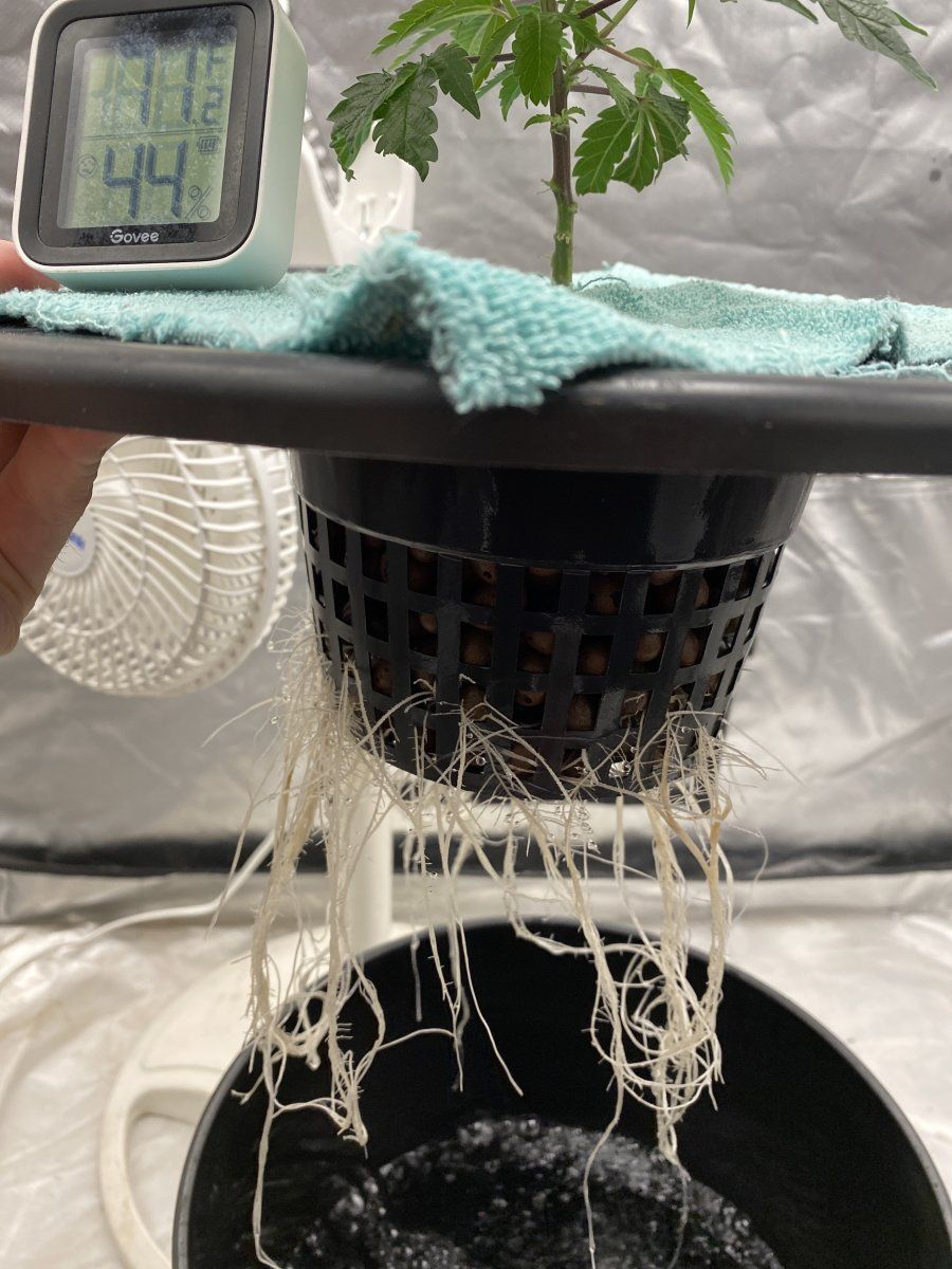 Stunted plant in rdwc bucket 2