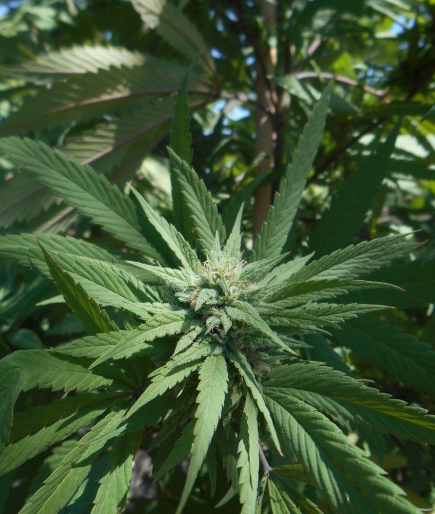 Stw3flower95