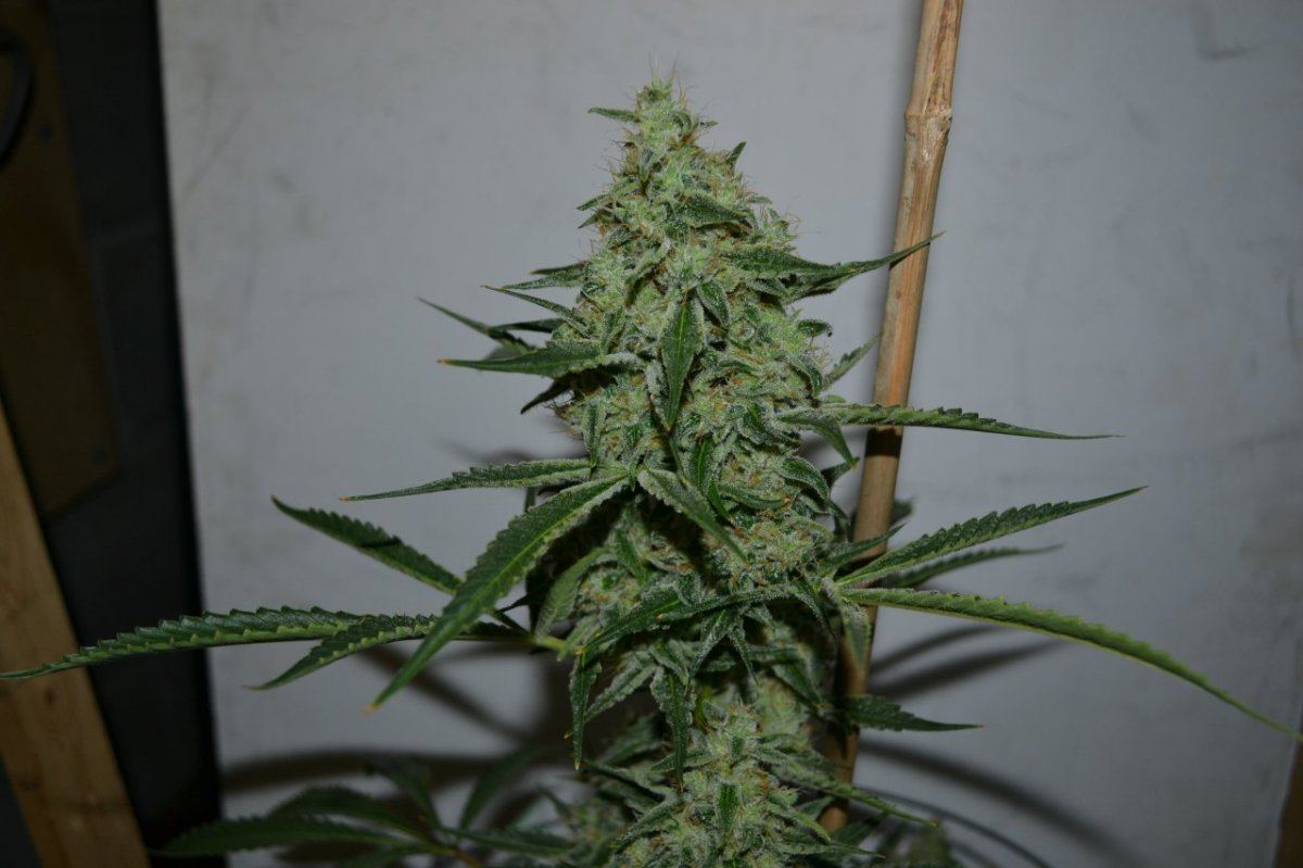 Stwbry hashplant