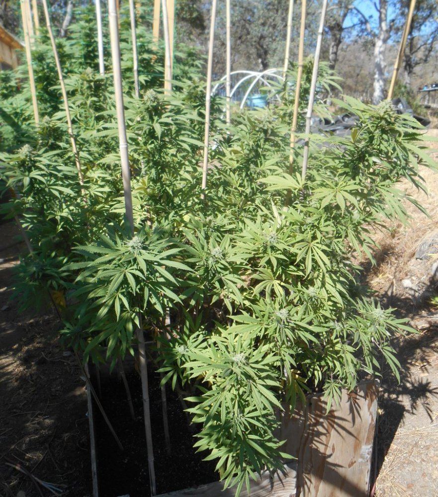 Stwplant1829