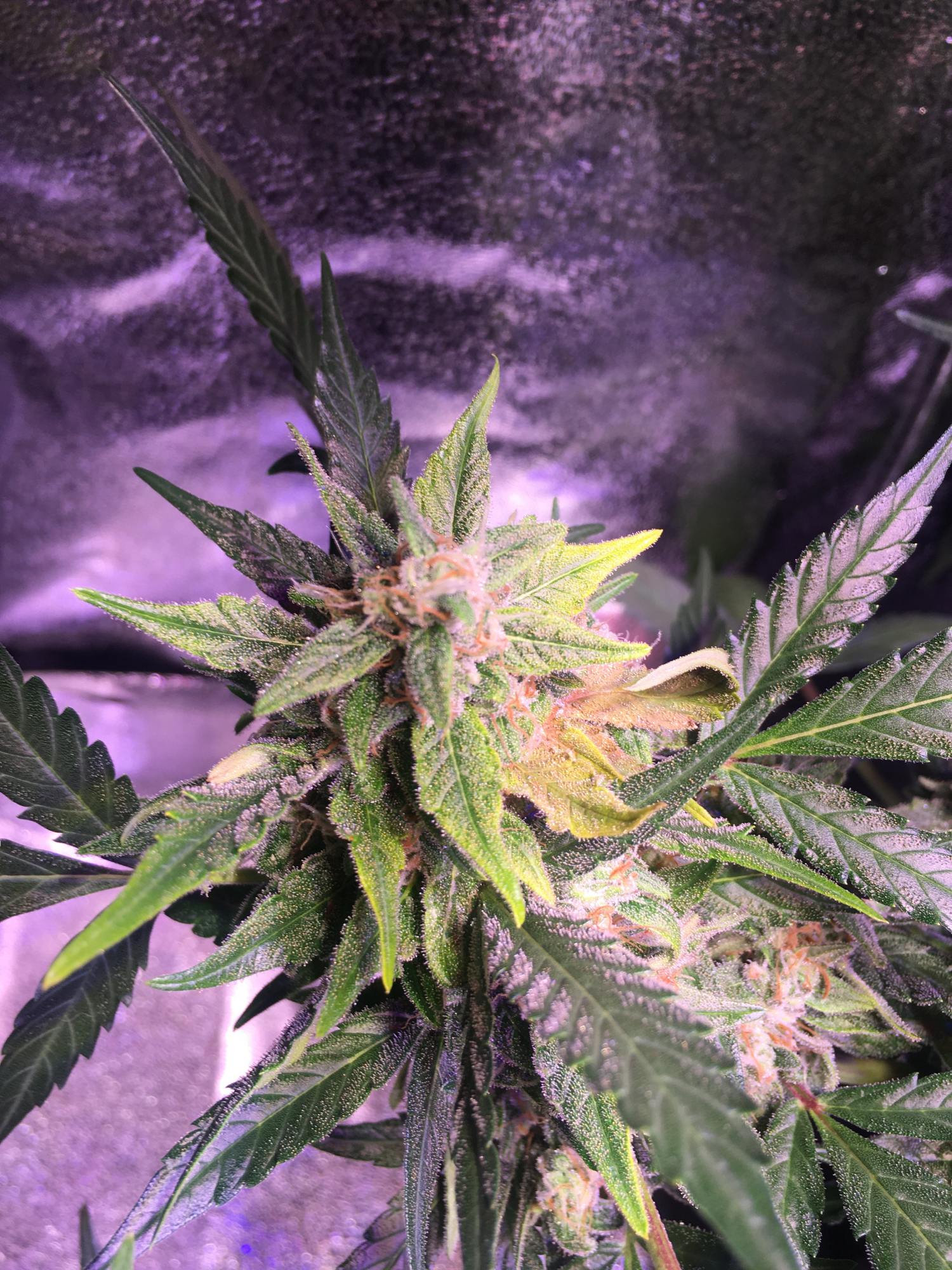 Sudden yellow leaves in buds from bagseeds whatsup can it be light burn 2