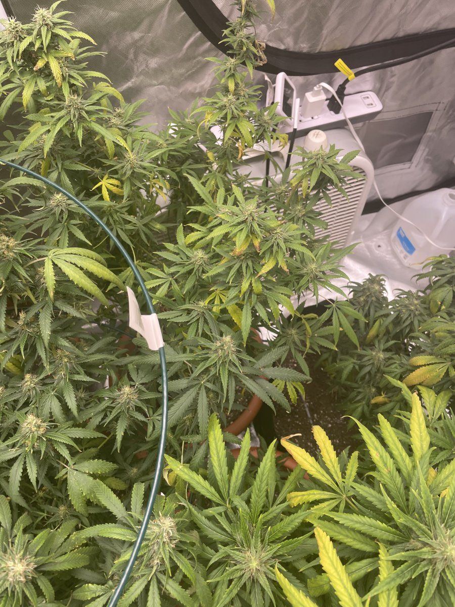 Sudden yellowing during flower help 12