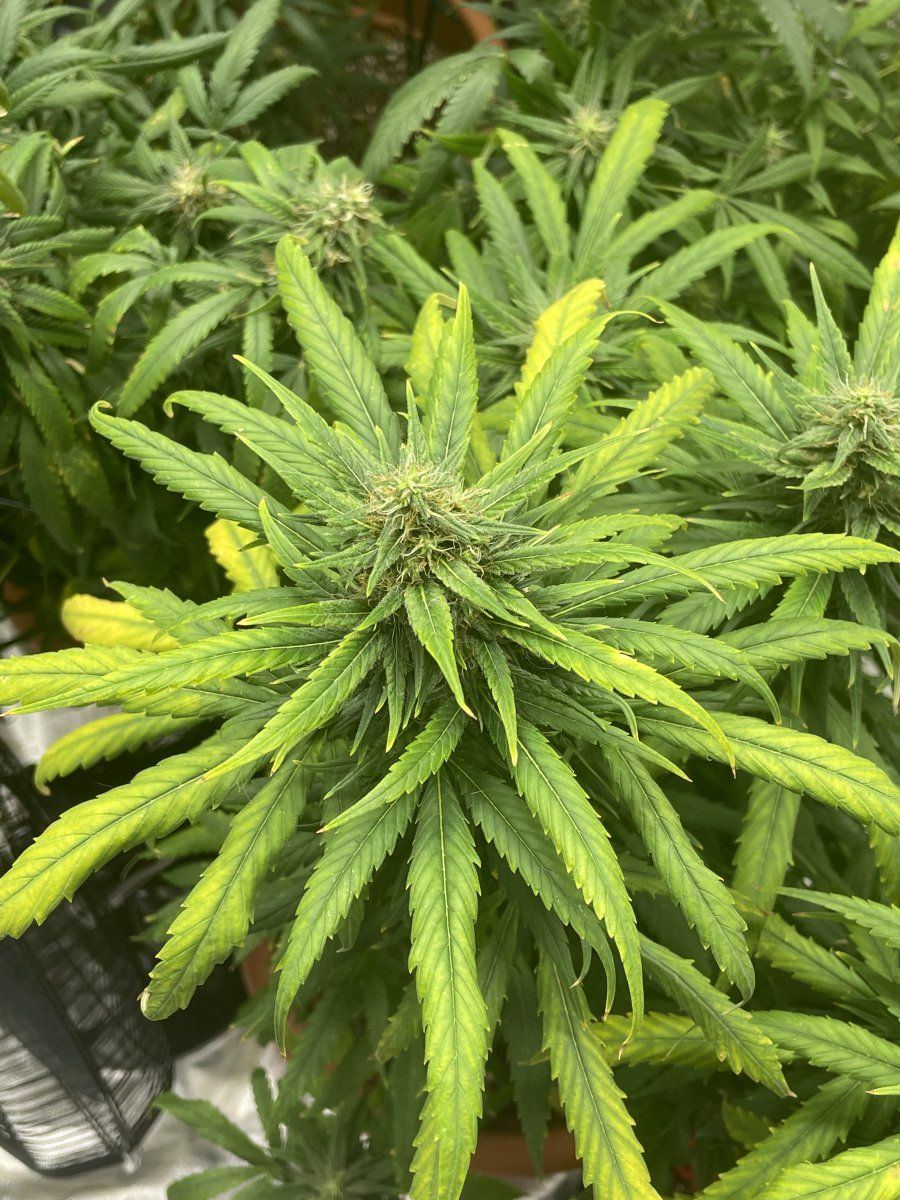 Sudden yellowing during flower help 2