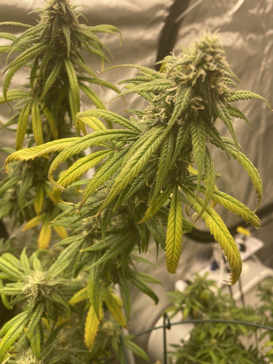 Sudden yellowing during flower help 4