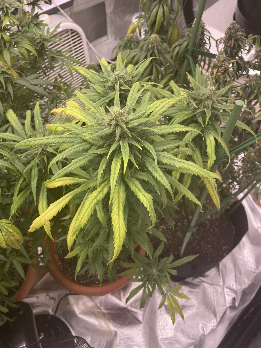 Sudden yellowing during flower help 9