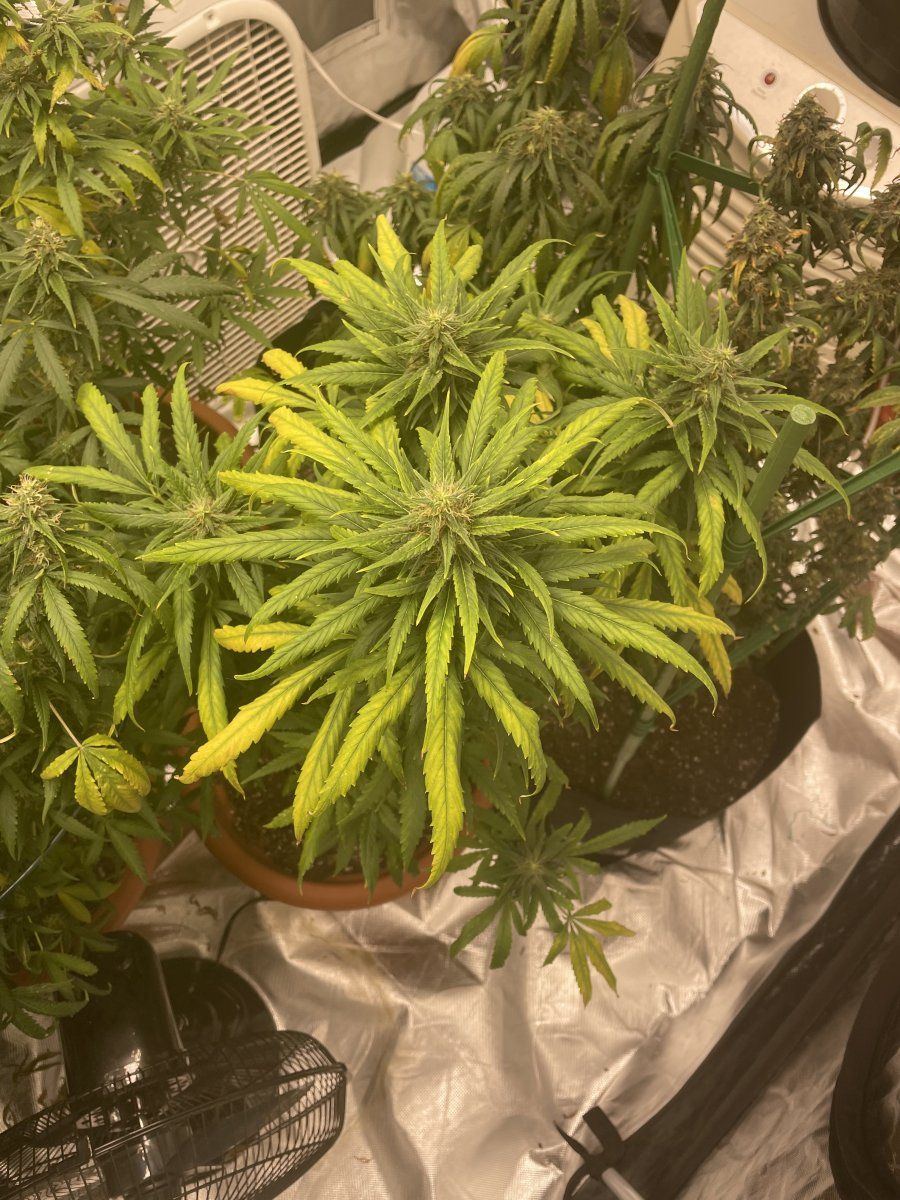 Sudden yellowing during flower help
