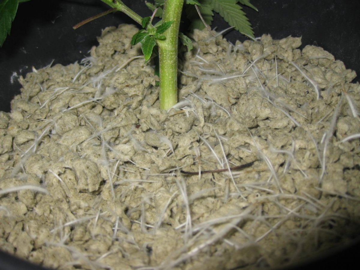 Suface roots