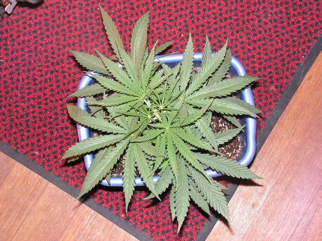 SUGAR APE D 11 VEG