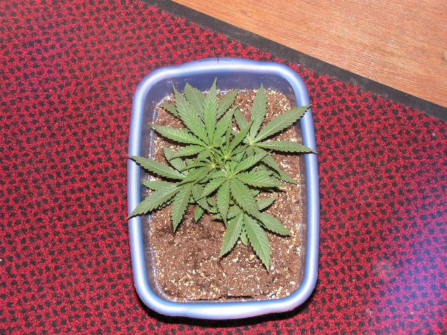 Sugar ape sat d6 veg
