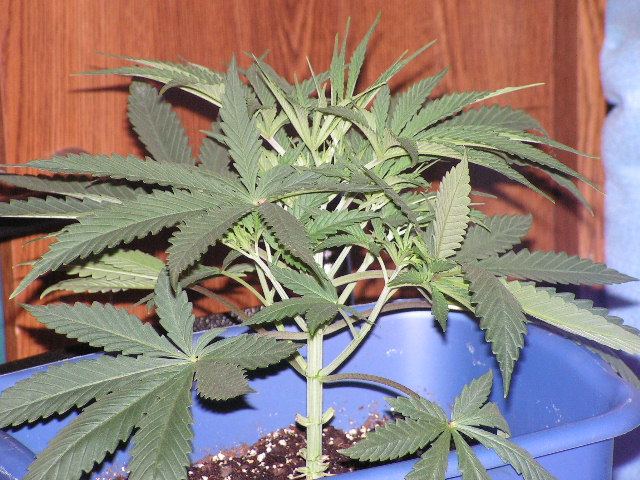 SUGAR APE SIDE 11 D VEG