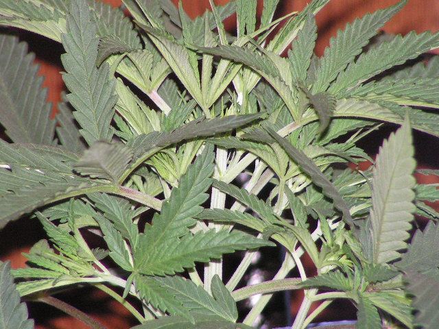 SUGAR APE SIDECLOSE 11 D VEG