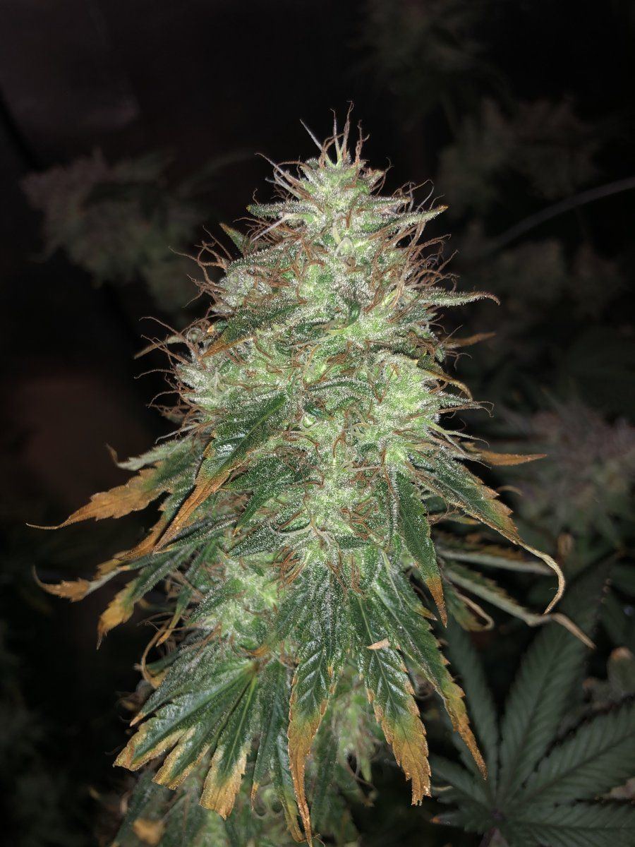 Sugar leaves dying trichom s not amber 4