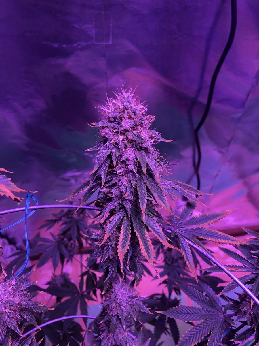 Sugar leaves dying trichom s not amber 6