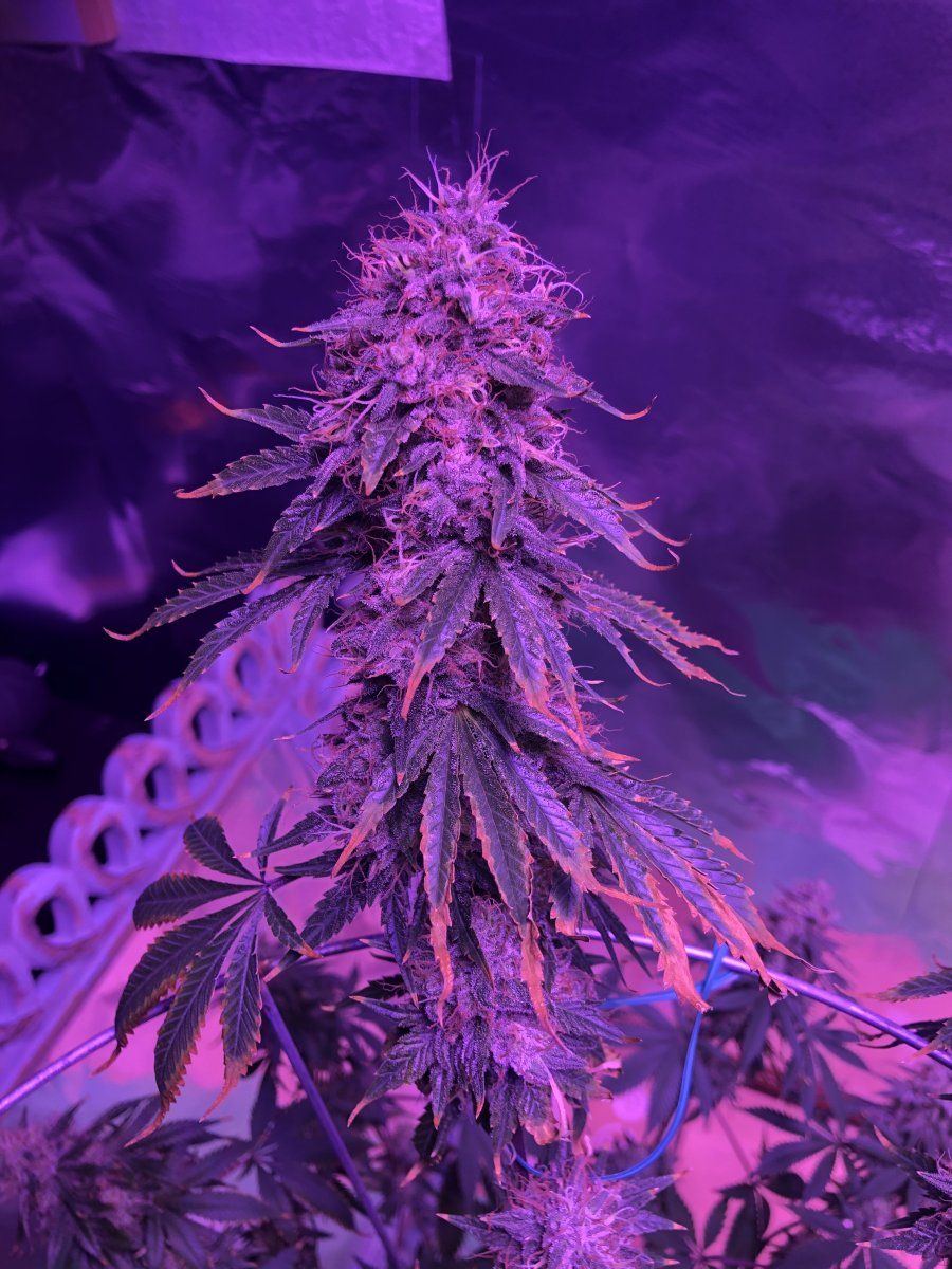 Sugar leaves dying trichom s not amber 7