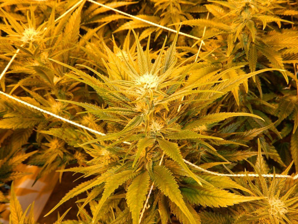 Sugar og for shure 003