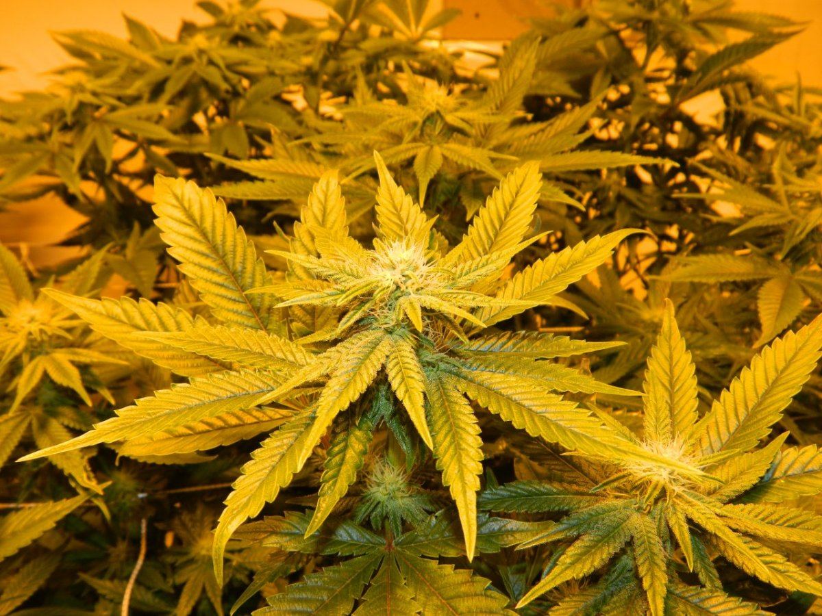 Sugar og for shure 004