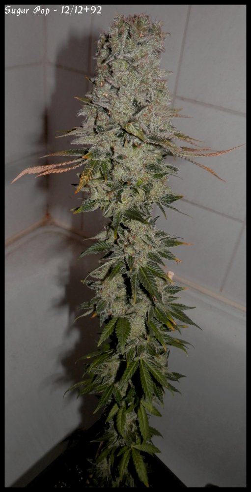 Sugar Pop   92days   2