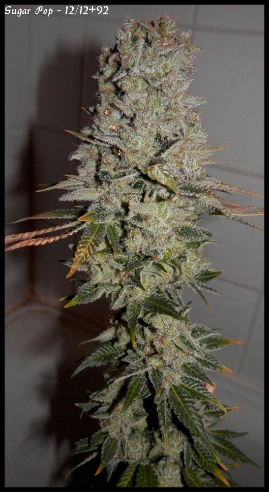 Sugar Pop   92days   3
