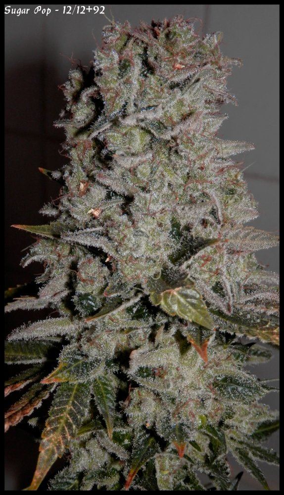 Sugar Pop   92days   4