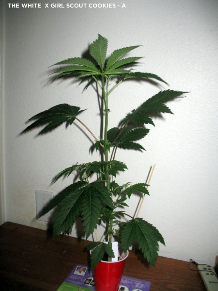 SUGAR A 1