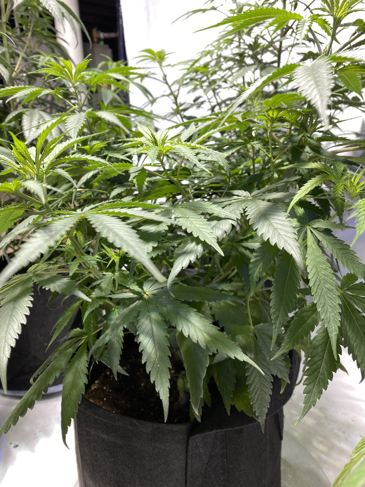 Suggestions before switching for 2nd grow 2
