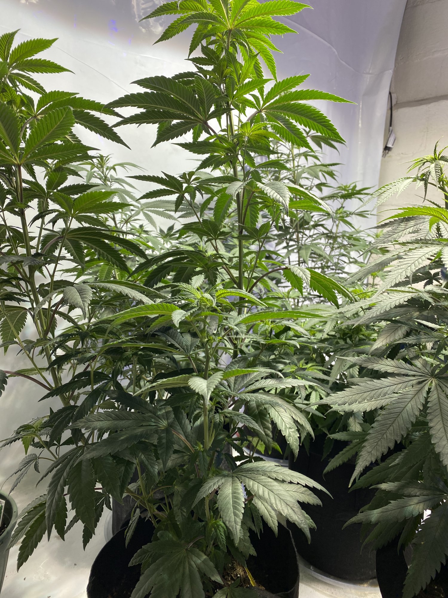 Suggestions before switching for 2nd grow 3