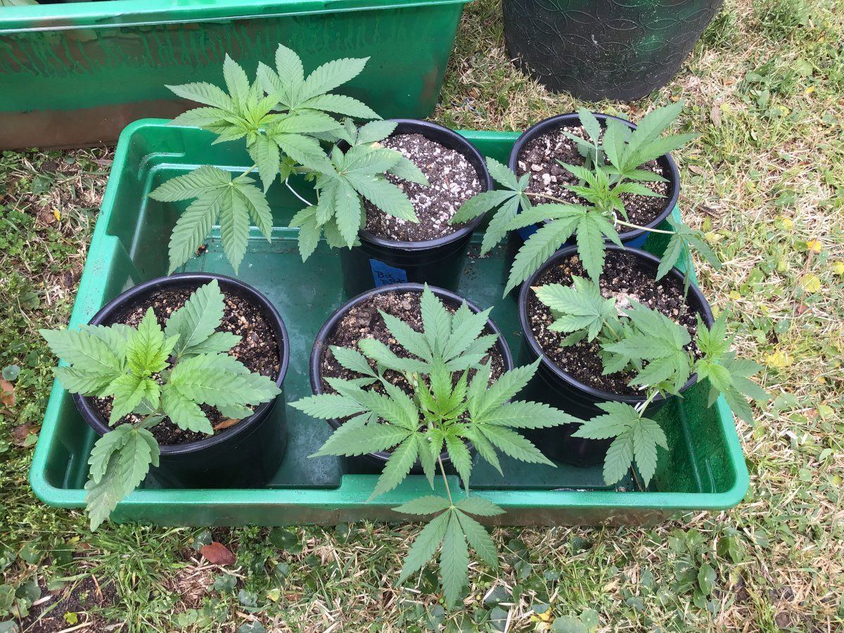 Suggestions on nutes for my guerrilla grow