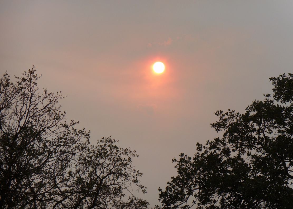 Sun729
