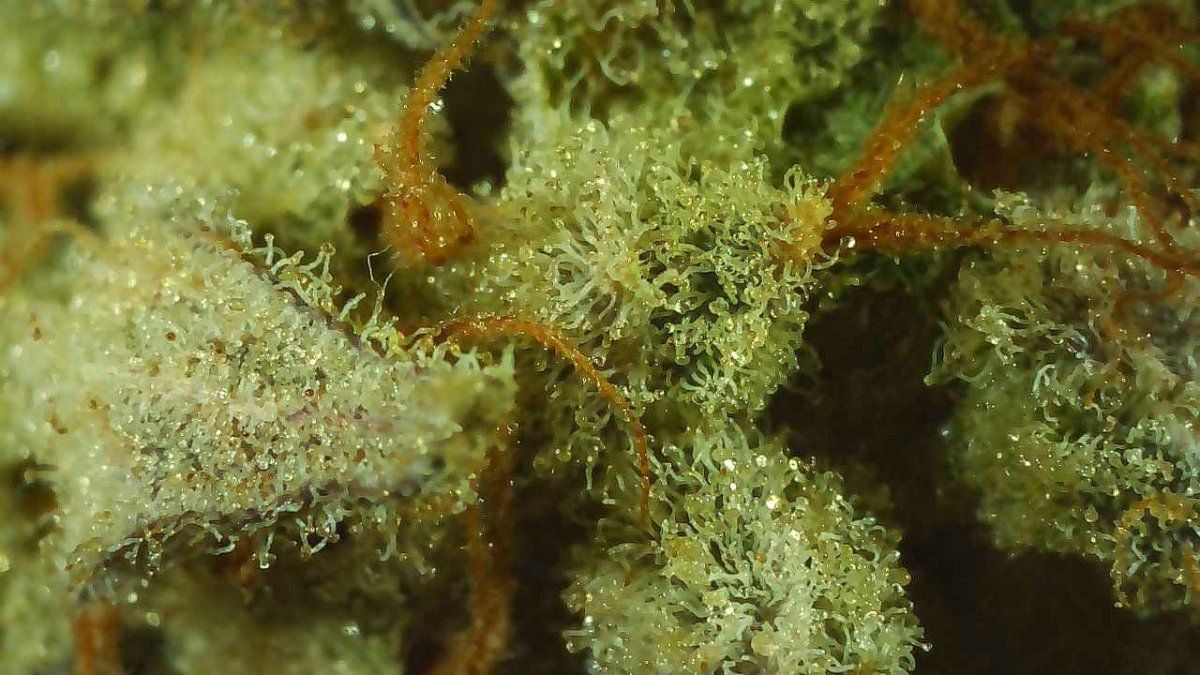 Sundae driver close up 2