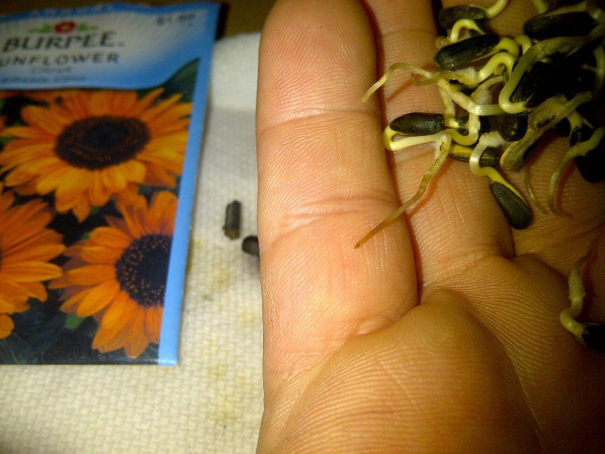 Sunflowers germ all but 3
