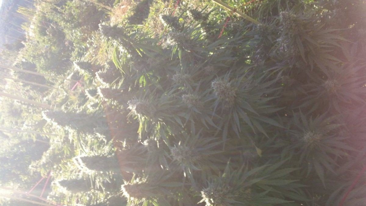 Sunny buds
