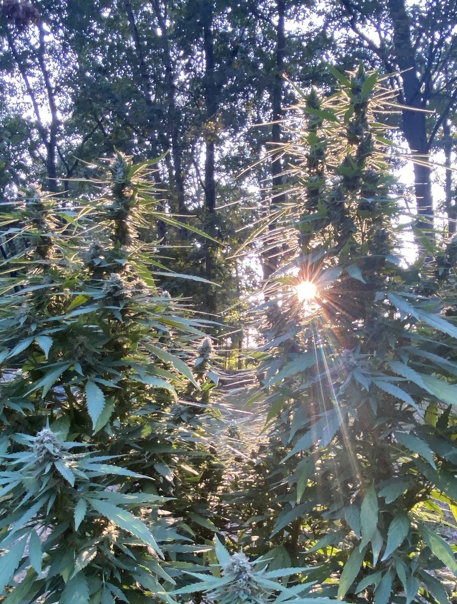 Sunny
