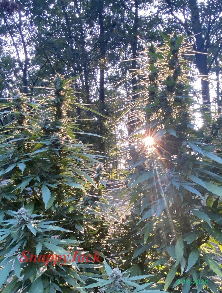 Sunny