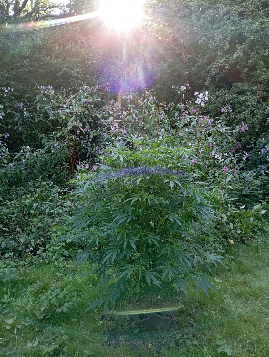 Sunrainbow