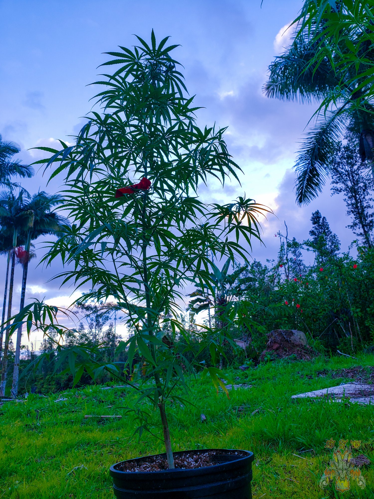 Sunrise 10