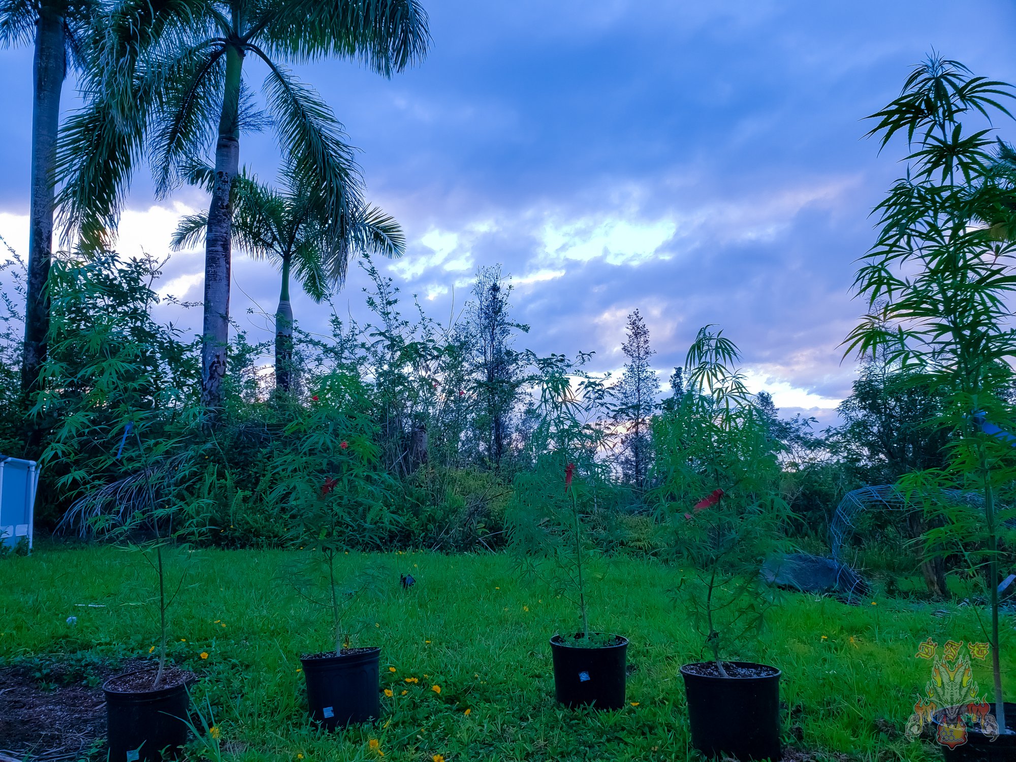 Sunrise 11
