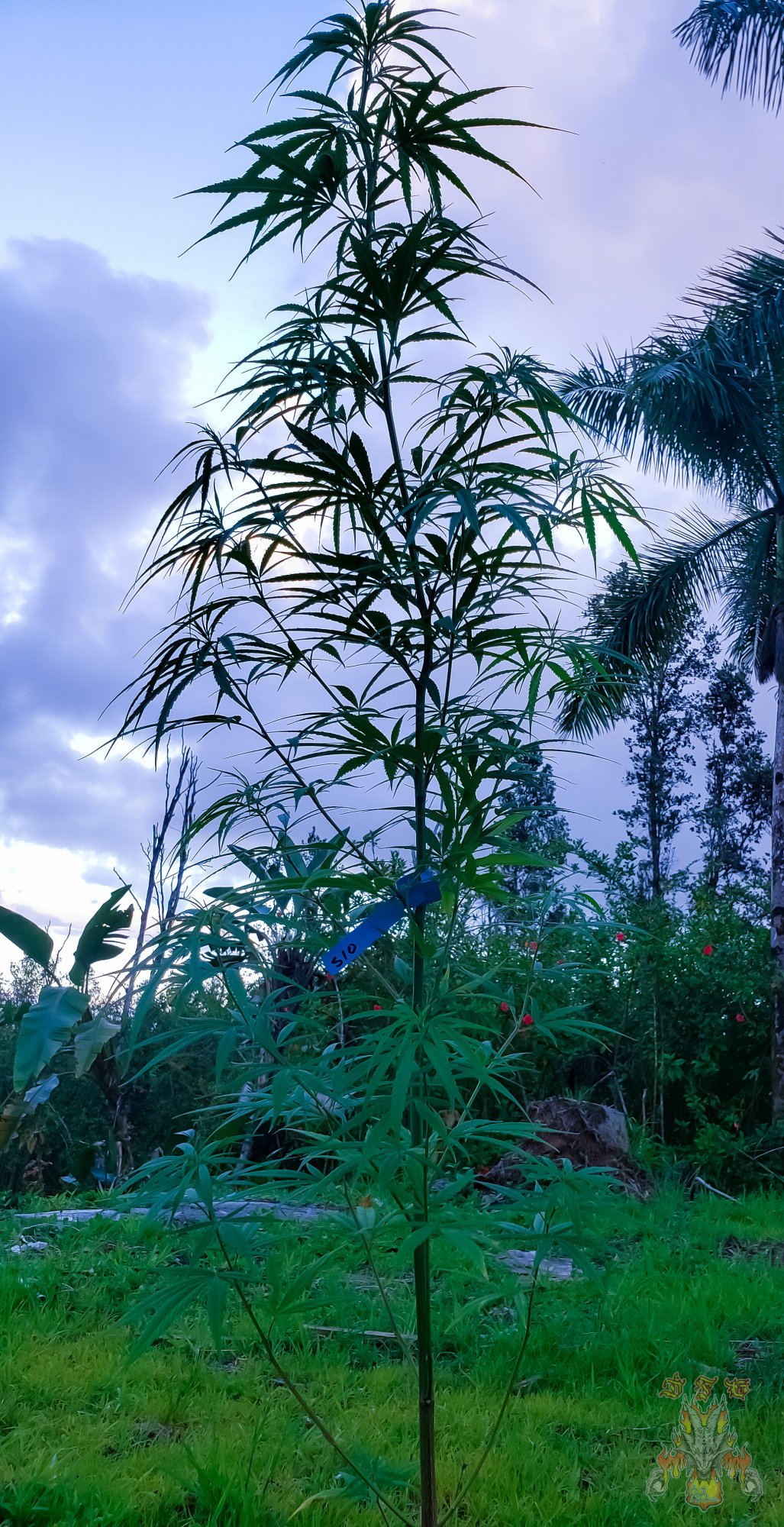 Sunrise 12