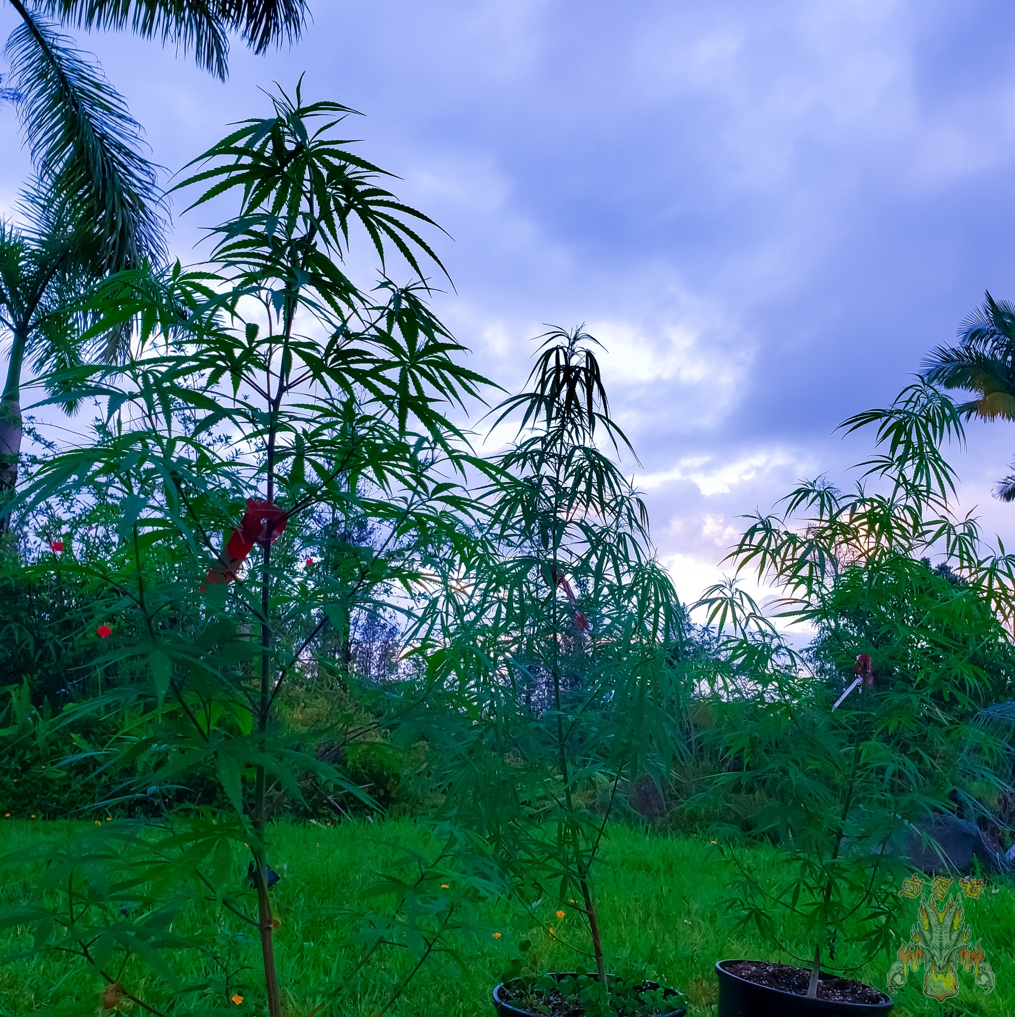 Sunrise 14