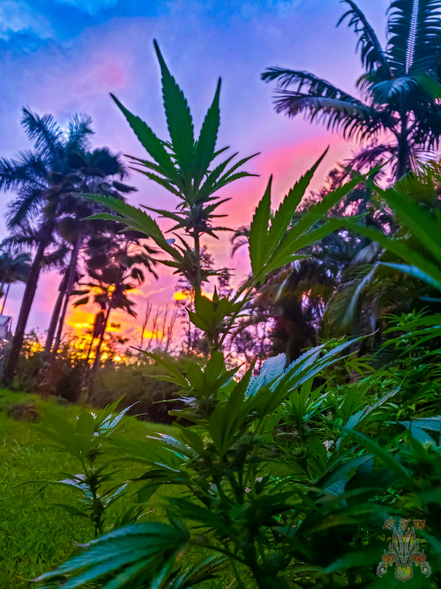 Sunrise 18