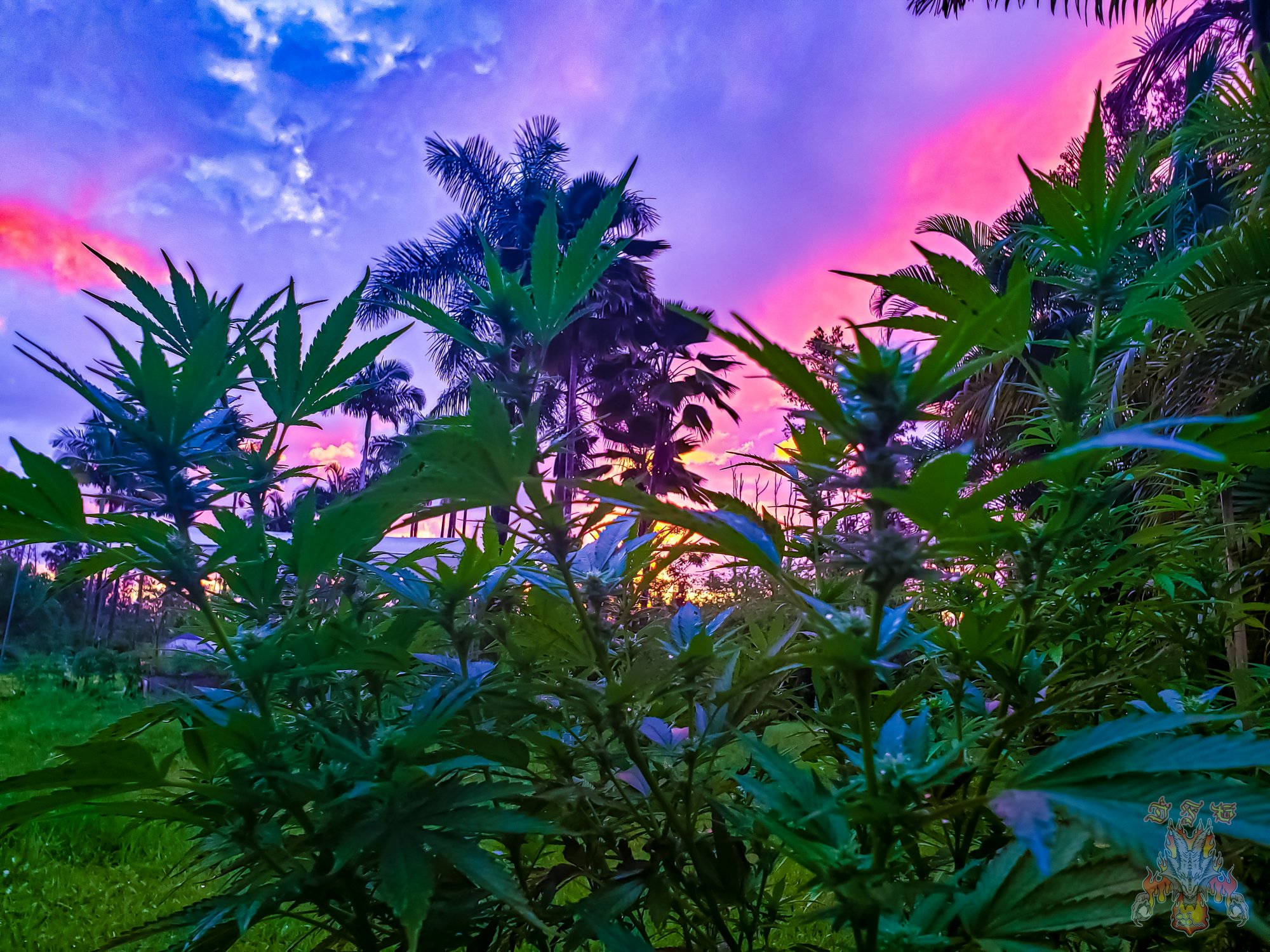 Sunrise 19