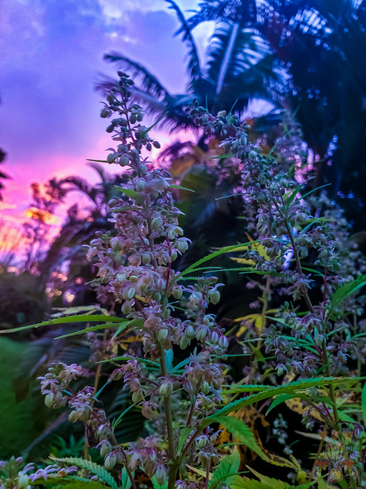 Sunrise 20