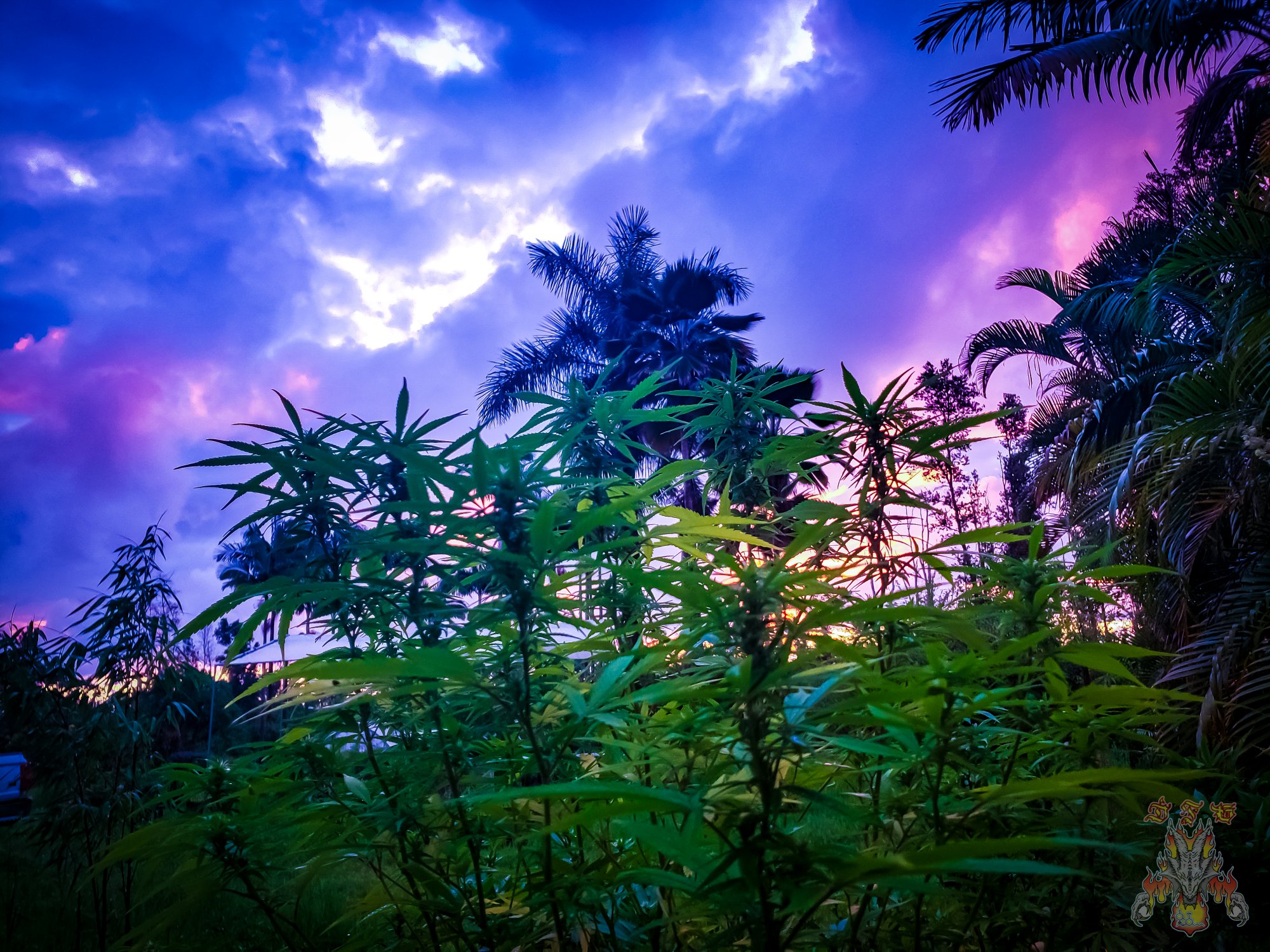 Sunrise 21
