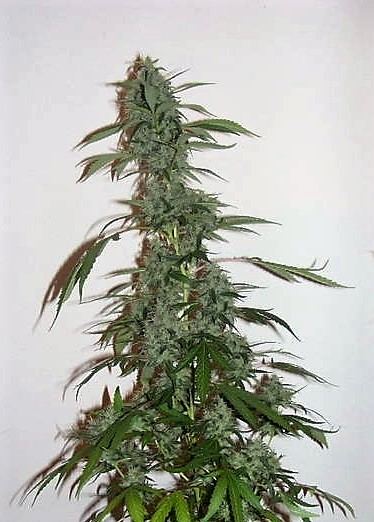 Suns ecsd 7 weeks