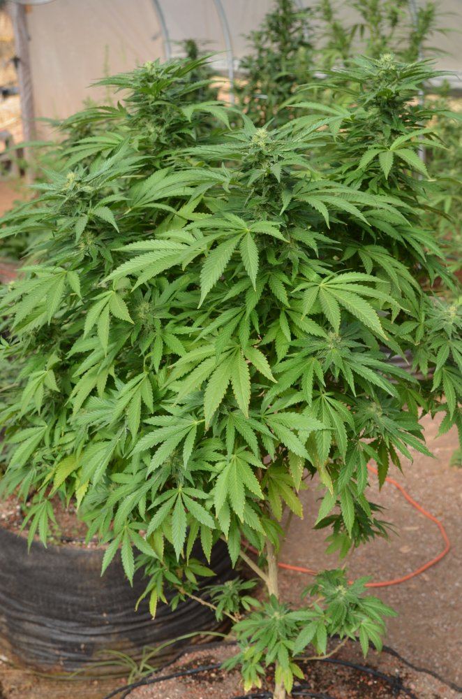 Sunset Sherbert