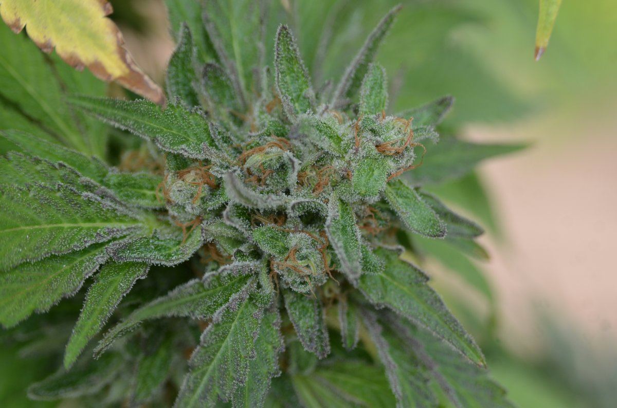 Sunset sherbet 7