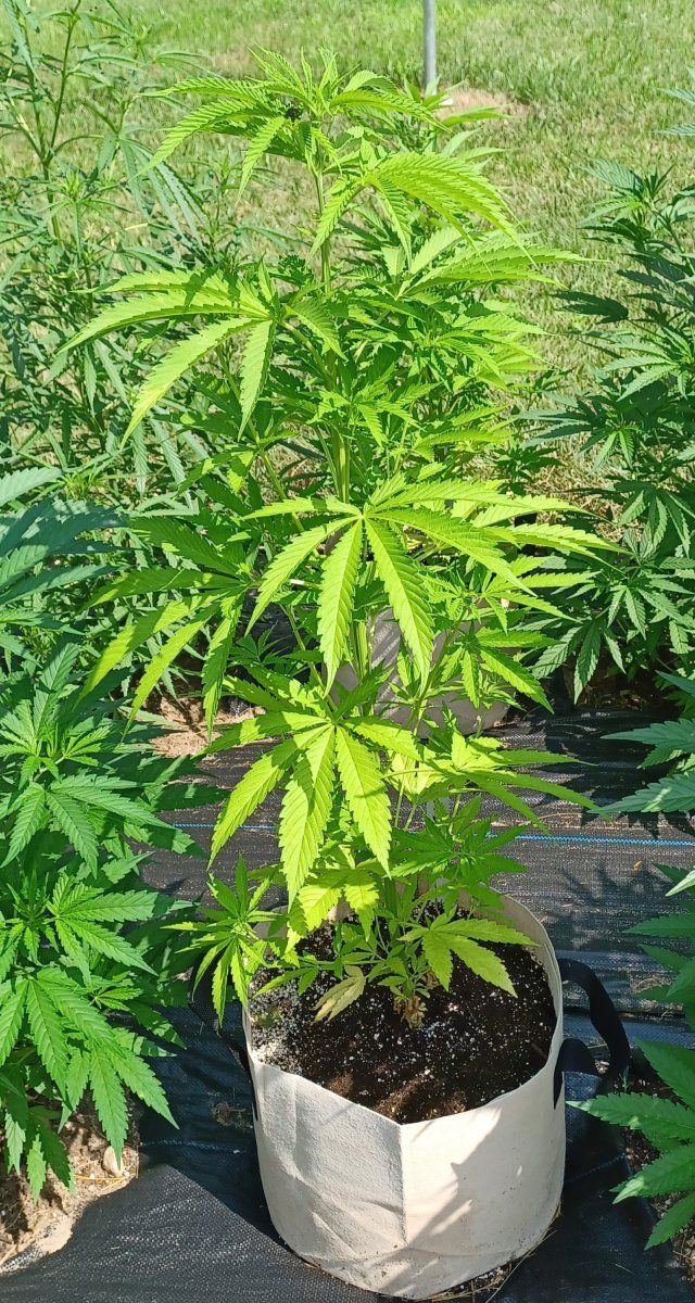Sunshine Daydream 2