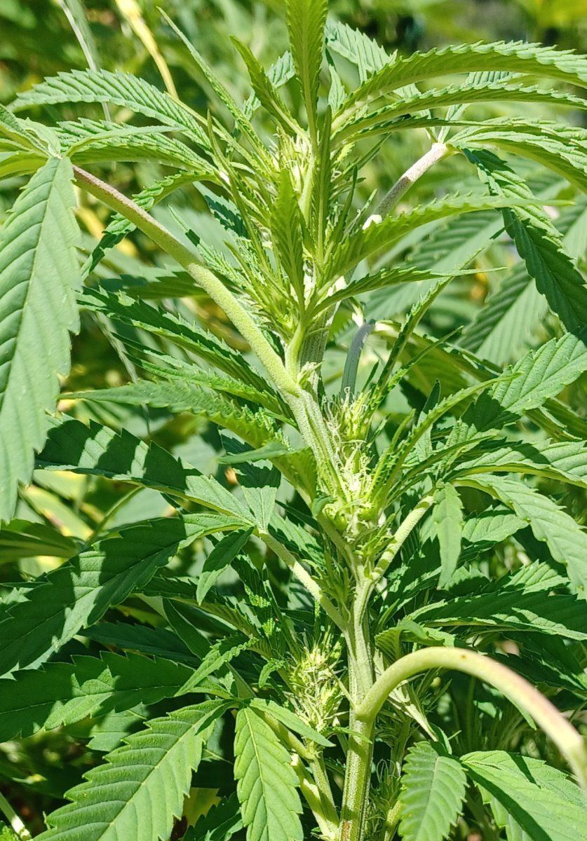 Sunshine Daydream 2