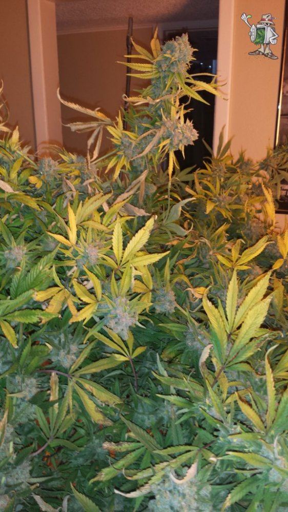 Sunsour63daysdone