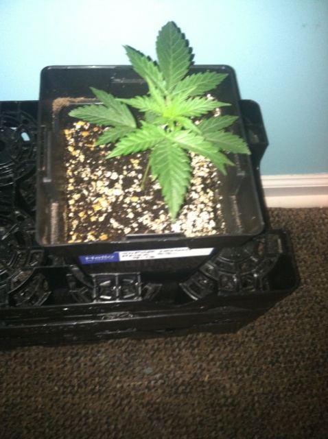 SUPER LEMON HAZE 2 WKS